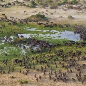 Cape Buffalo (Syncerus caffer) aerial view of herd crossing a water channel in the Okavango Delta, Botswana Cape Buffalo (Syncerus caffer) aerial view of herd crossing a water channel in the Okavango Delta, Botswana