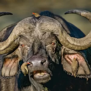 Cape buffalo (Syncerus caffer caffer) portrait, Red-billed oxpeckers (Buphagus erythrorhynchus)