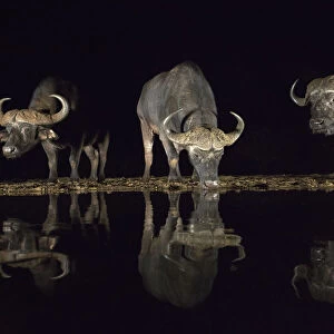 Cape buffalo (Syncerus caffer) drinking at waterhole at night, Zimanga Private Game Reserve