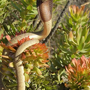 Cape cobra {Naja nivea} displaying amongst vegetation, South Africa