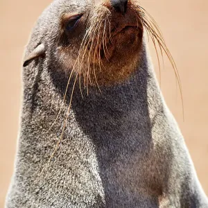 Cape fur seal (Arctocephalus pusillus) female hauled out on a beach, Cape Cross Seal Reserve, Namibia Cape fur seal (Arctocephalus pusillus) female hauled out on a beach, Cape Cross Seal Reserve, Namibia