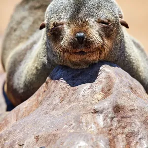 Cape fur seal (Arctocephalus pusillus) juvenile resting on rock, Cape Cross Seal Reserve, Namibia Cape fur seal (Arctocephalus pusillus) juvenile resting on rock, Cape Cross Seal Reserve, Namibia