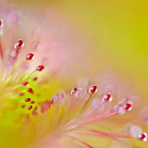 Cape sundew (Drosera capensis) close-up of sticky droplets on leaf hairs that trap