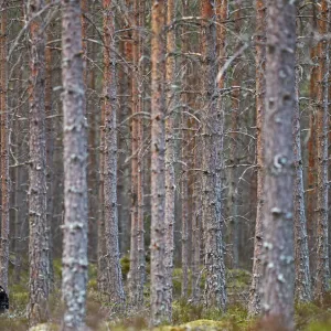 Capercaillie (Tetrao urogallus) in forest habitat, Jalasjarvi, Finland, April