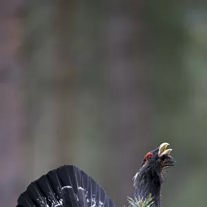 Capercaillie (Tetrao urogallus) male, displaying in pine forest, Cairngorms NP, Scotland