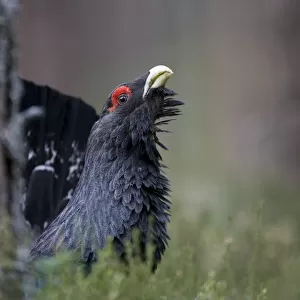 Capercaillie (tetrao urogallus) male, displaying in pine forest, Strathspey, Cairngorms NP
