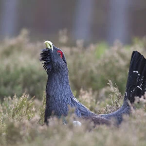 Capercaillie (Tetrao urogallus) male displaying, Inshriach, Cairngorms NP, Scotland