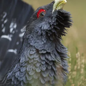 Capercaillie (Tetrao urogallus) male displaying. Cairngorms National Park, Scotland