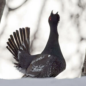 Capercaillie (Tetrao urogallus) male displaying and calling at lek, Kamchatka, Far east Russia