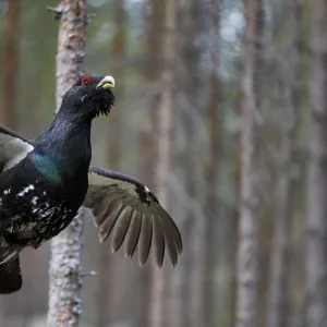 Capercaillie (Tetrao urogallus) male in flight, Jalasjarvi, Finland, April