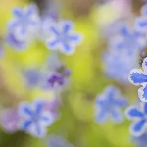 Cappadocian navelwort (Omphalodes cappadocica) native to Turkey and the Caucasus