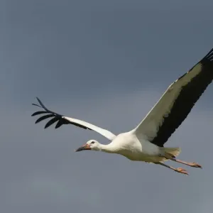 White stork in flight Print
