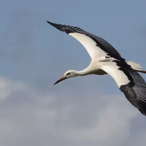 Captive reared juvenile White stork (Ciconia ciconia) with a GPS tracker on its back