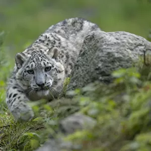 Captive Snow leopard (Panthera uncia) stalking, partly camouflaged by rocks in Heidezoo