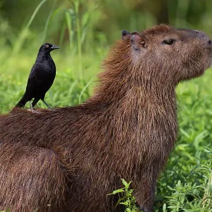 Capybara Print with Giant Cowbird Perched on its Back Capybara Print with Giant Cowbird Perched on its Back