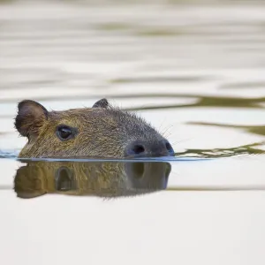 Capybara swimming print, Little Paraguay River, Pocone, Brazil Capybara swimming print, Little Paraguay River, Pocone, Brazil