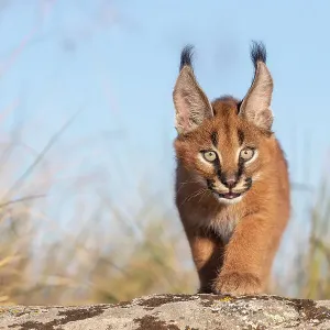 Caracal (Caracal caracal) cub, aged 9 weeks, walking over rocks, Spain. Captive, occurs in Africa and Asia