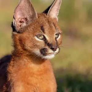 Captive Caracal male standing on rock in Spanish sky. Prints