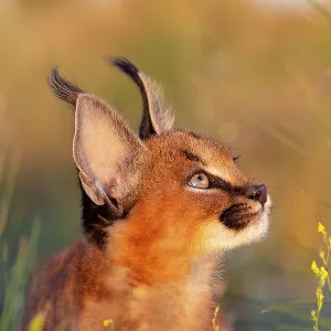 Framed and Canvas Prints plus a lot more: Warm wilderness