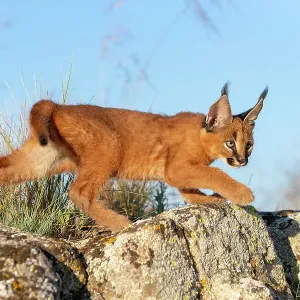 Caracal (Caracal caracal) cub, aged 9 weeks, walking over rocks, Spain. Captive, occurs in Africa and Asia Caracal (Caracal caracal) cub, aged 9 weeks, walking over rocks, Spain. Captive, occurs in Africa and Asia