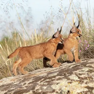 Two Caracal (Caracal caracal) cubs, aged 9 weeks, walking over rocks, Spain. Captive, occurs in Africa and Asia Two Caracal (Caracal caracal) cubs, aged 9 weeks, walking over rocks, Spain. Captive, occurs in Africa and Asia