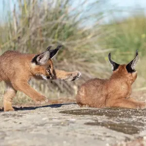 Two Caracal (Caracal caracal) cubs, aged 9 weeks, playing, Spain. Captive, occurs in Africa and Asia Two Caracal (Caracal caracal) cubs, aged 9 weeks, playing, Spain. Captive, occurs in Africa and Asia
