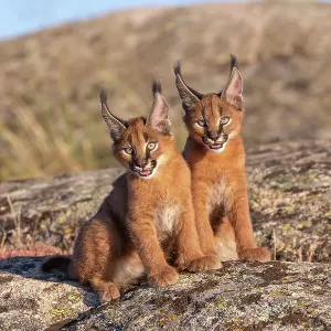 Two Caracal (Caracal caracal) cubs, aged 9 weeks, sitting side by side, Spain. Captive, occurs in Africa and Asia Two Caracal (Caracal caracal) cubs, aged 9 weeks, sitting side by side, Spain. Captive, occurs in Africa and Asia