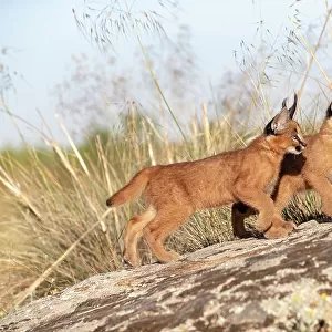 Two Caracal (Caracal caracal) cubs, aged 9 weeks, walking over rocks, Spain. Captive, occurs in Africa and Asia