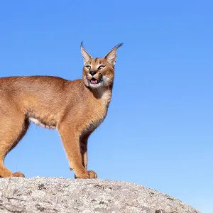 信州まなぶ ポスター Caracal Artwork Caracal Art Print Big Floppa - Etsy