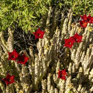 Caralluma socotrana print, in blossom near Lake Magadi, Kenya Caralluma socotrana print, in blossom near Lake Magadi, Kenya
