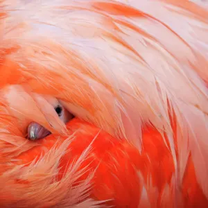 Caribbean Flamingo (Phoenicopterus ruber) chick under the wing of protective parent