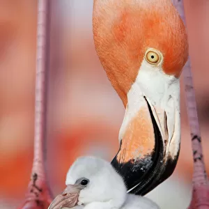 Caribbean Flamingo (Phoenicopterus ruber) preening chick in the breeding colony