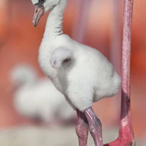 Caribbean Flamingo (Phoenicopterus ruber) chick age three days, standing in nest
