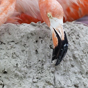 Caribbean Flamingo (Phoenicopterus ruber) building up mud whilst brooding egg, breeding colony