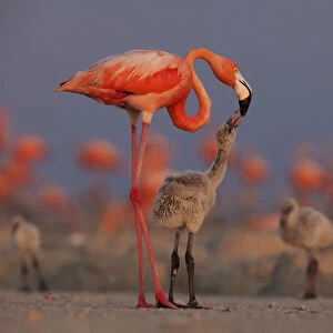 Caribbean flamingo (Phoenicopterus ruber) feeding crop milk to chick in breeding colony
