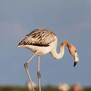 Caribbean flamingo (Phoenicopterus ruber) juvenile, Ria Lagartos Biosphere Reserve
