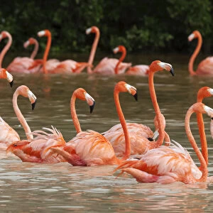 Caribbean flamingo (Phoenicopterus ruber) flock moving to other parts of the lagoon in