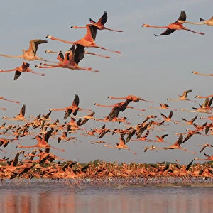 Caribbean flamingo (Phoenicopterus ruber) taking off from roosting site at dawn