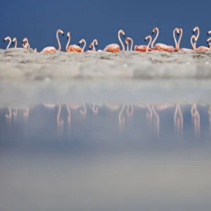 Caribbean flamingo (Phoenicopterus ruber) breeding colony, Ria Lagartos Biosphere Reserve