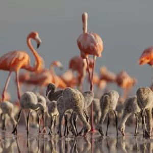 Caribbean flamingo (Phoenicopterus ruber) breeding colony, Ria Lagartos Biosphere Reserve, Yucatan Peninsula, Mexico, June