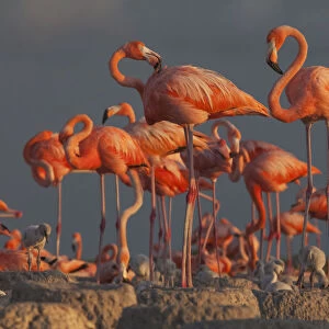 Caribbean flamingo (Phoenicopterus ruber) breeding colony, Ria Lagartos Biosphere Reserve, Yucatan Peninsula, Mexico, July