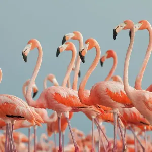 Flamingo caribeño (Phoenicopterus ruber), Reserva de la Biosfera Ría Lagartos, Península de Yucatán, México, junio.