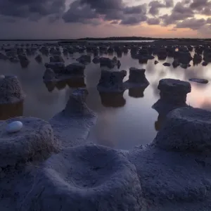 Caribbean flamingo (Phoenicopterus ruber) abandoned egg in nest at the end of the breeding season Caribbean flamingo (Phoenicopterus ruber) abandoned egg in nest at the end of the breeding season