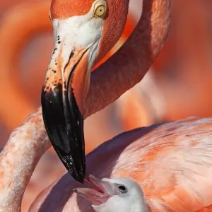 Caribbean flamingo (Phoenicopterus ruber) adult feeding chick, Ria Lagartos Biosphere Reserve Caribbean flamingo (Phoenicopterus ruber) adult feeding chick, Ria Lagartos Biosphere Reserve