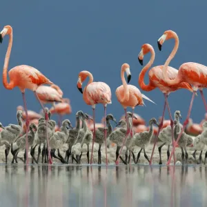 Famiglia di fenicotteri caribeni (Phoenicopterus ruber) adulti che custodiscono il piccolo, riserva della biosfera Ria Lagartos. Famiglia di fenicotteri caribeni (Phoenicopterus ruber) adulti che custodiscono il piccolo, riserva della biosfera Ria Lagartos.