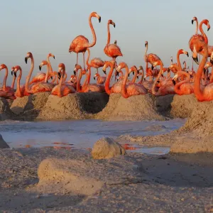 Caribbean Flamingo (Phoenicopterus ruber) breeding colony, Ria Lagartos Biosphere Reserve Caribbean Flamingo (Phoenicopterus ruber) breeding colony, Ria Lagartos Biosphere Reserve