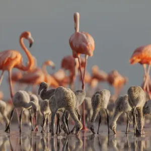 Caribbean flamingo (Phoenicopterus ruber) breeding colony, Ria Lagartos Biosphere Reserve, Yucatan Peninsula, Mexico, June Caribbean flamingo (Phoenicopterus ruber) breeding colony, Ria Lagartos Biosphere Reserve, Yucatan Peninsula, Mexico, June