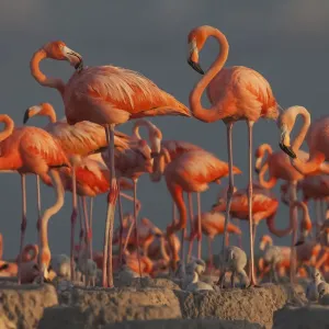 Caribbean flamingo (Phoenicopterus ruber) breeding colony, Ria Lagartos Biosphere Reserve, Yucatan Peninsula, Mexico, July Caribbean flamingo (Phoenicopterus ruber) breeding colony, Ria Lagartos Biosphere Reserve, Yucatan Peninsula, Mexico, July