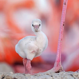 Caribbean flamingo (Phoenicopterus ruber) chick, standing by its parent's legs in its nest, Ria Lagartos Biosphere Reserve, Yucatan Peninsula, Mexico, June. Bookplate