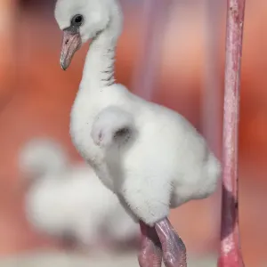 Caribbean Flamingo (Phoenicopterus ruber) chick age three days, standing in nest Caribbean Flamingo (Phoenicopterus ruber) chick age three days, standing in nest